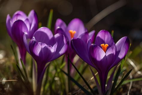 Crocus Flower Meaning, Symbolism & Spiritual Significance.